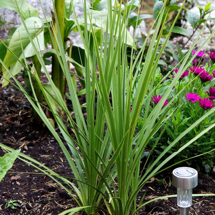 Cordyline australis | New Zealand Palm Shrubs