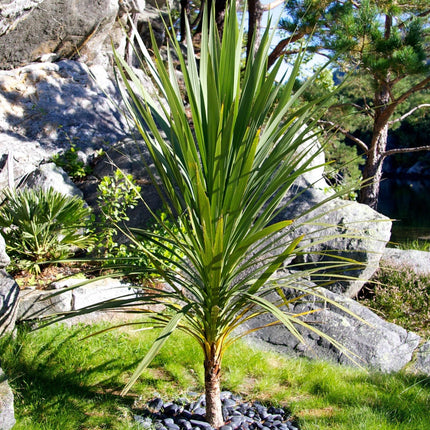 Cordyline australis | New Zealand Palm Shrubs