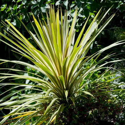 Cordyline Torbay Dazzler | New Zealand Palm Shrubs