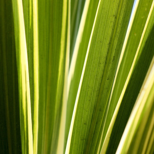 Cordyline Torbay Dazzler | New Zealand Palm Shrubs