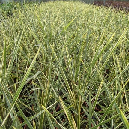 Cordyline Torbay Dazzler | New Zealand Palm Shrubs