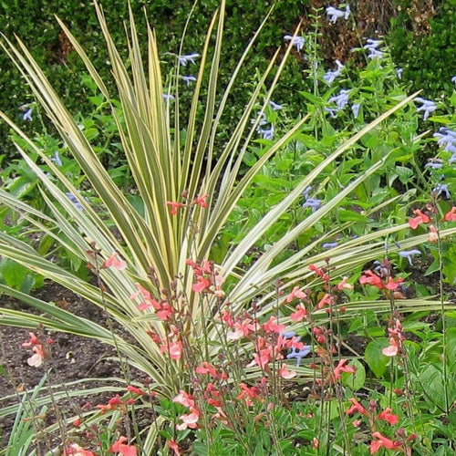 Cordyline Torbay Dazzler | New Zealand Palm Shrubs