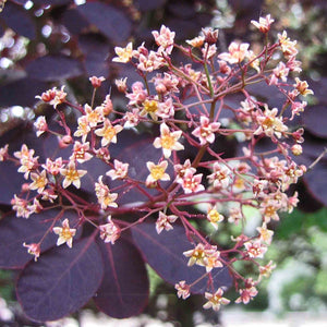 Cotinus Royal Purple | Smoke Tree Shrubs