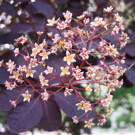 Cotinus Royal Purple | Smoke Tree Shrubs