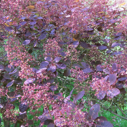 Cotinus Royal Purple | Smoke Tree Shrubs