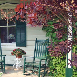 Cotinus Royal Purple | Smoke Tree | 3L pot Shrubs