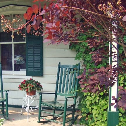 Cotinus Royal Purple | Smoke Tree | 3L pot Shrubs