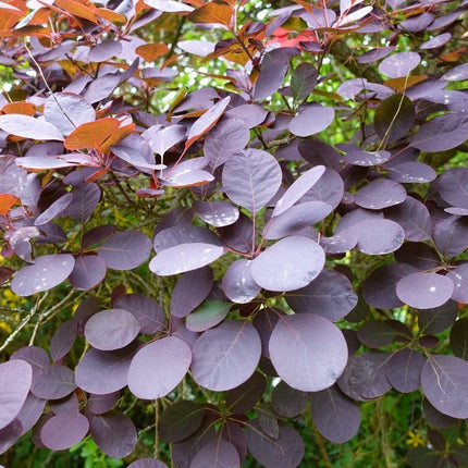 Cotinus 'Royal Purple' | Smoke Tree Shrubs