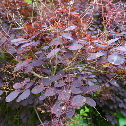 Cotinus 'Royal Purple' | Smoke Tree Shrubs