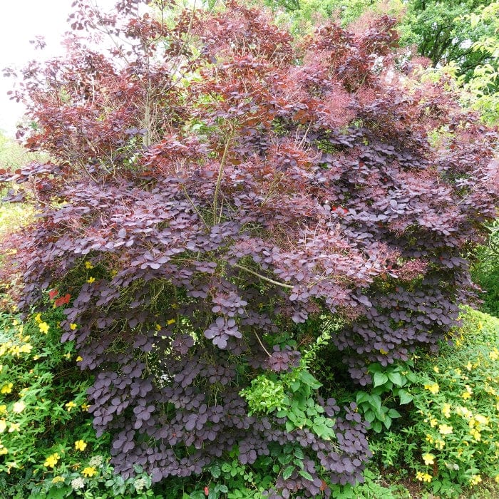 Cotinus 'Royal Purple' | Smoke Tree Shrubs