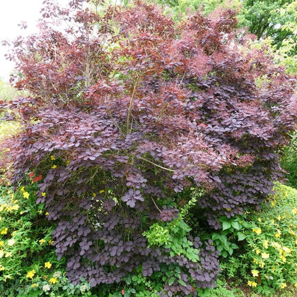 Cotinus 'Royal Purple' | Smoke Tree Shrubs