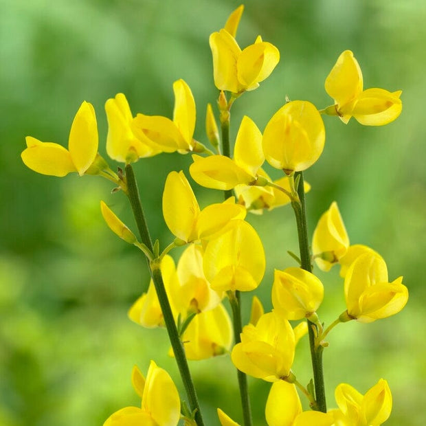 Cytisus Allgold Shrubs