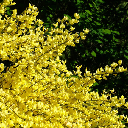 Cytisus Allgold Shrubs