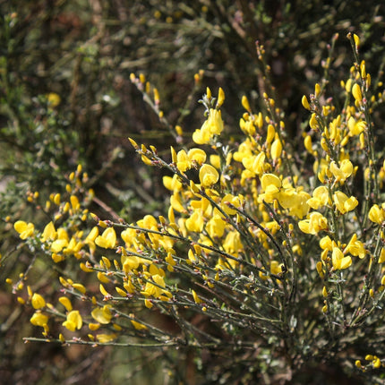 Cytisus Allgold Shrubs