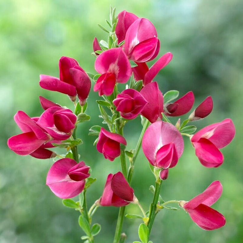 Cytisus Boskoop Ruby Shrubs