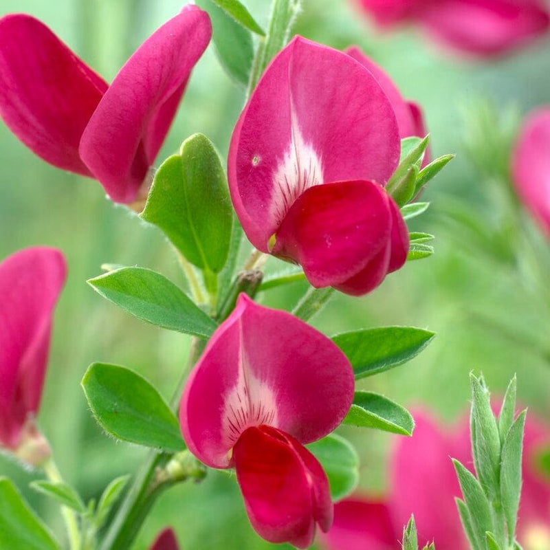 Cytisus Boskoop Ruby Shrubs