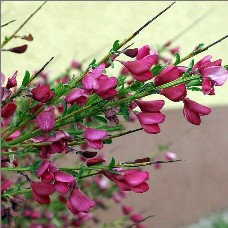 Cytisus Boskoop Ruby Shrubs