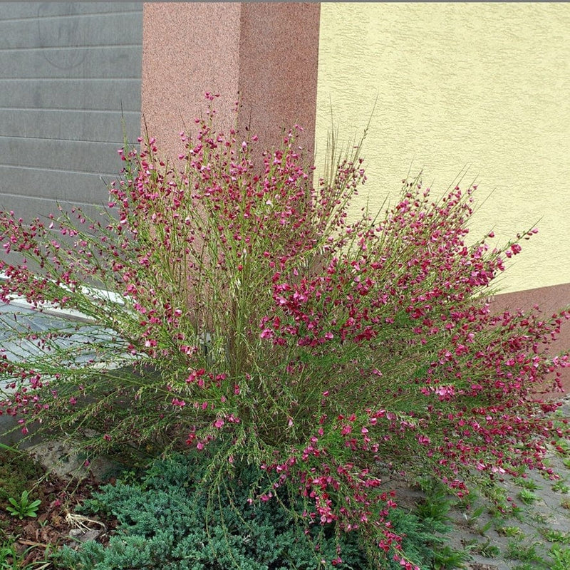 Cytisus Boskoop Ruby Shrubs