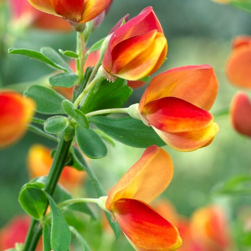 Cytisus Lena Shrubs