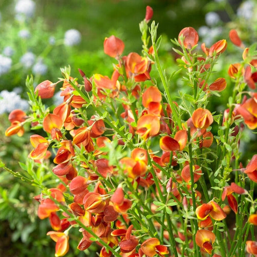 Cytisus Lena Shrubs
