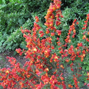 Cytisus Lena Shrubs