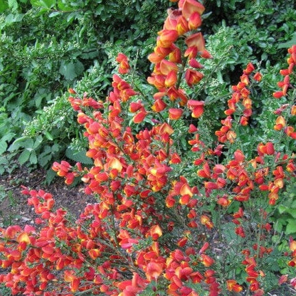 Cytisus Lena Shrubs