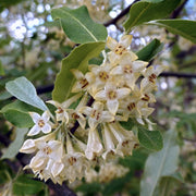 Oleaster Compacta | Elaeagnus ebbingei Compacta Shrubs