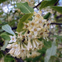 Oleaster Compacta | Elaeagnus ebbingei Compacta Shrubs