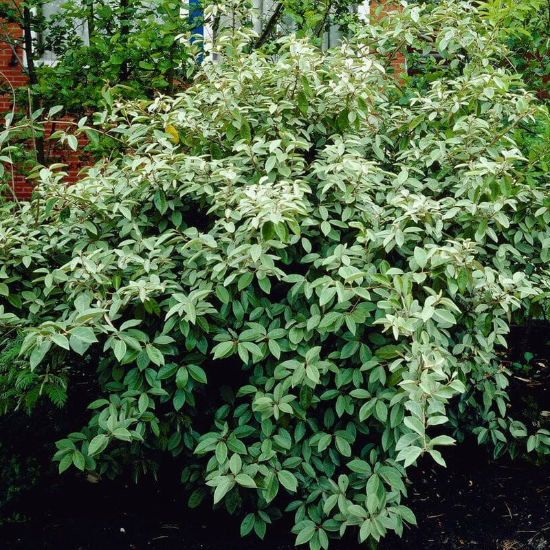 Oleaster Compacta | Elaeagnus ebbingei Compacta | 3L pot Shrubs