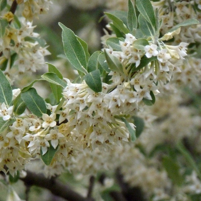 Oleaster Compacta | Elaeagnus ebbingei Compacta Shrubs