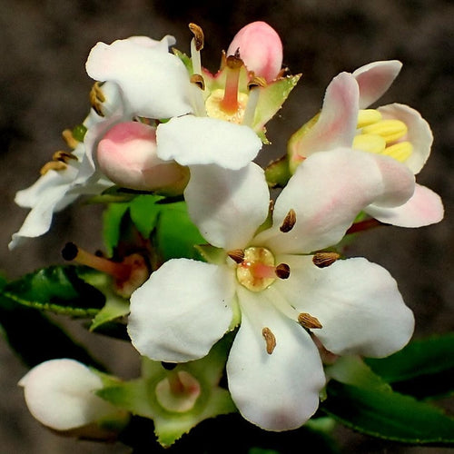 Escallonia Apple Blossom Shrubs