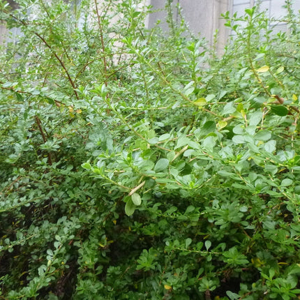 Escallonia Apple Blossom Shrubs