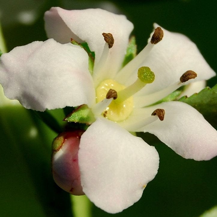 Escallonia Apple Blossom Shrubs