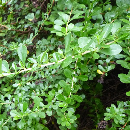 Escallonia Apple Blossom Shrubs