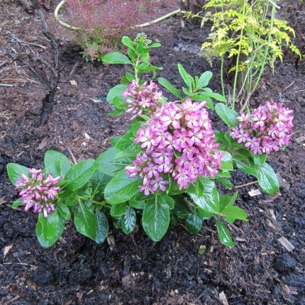 Escallonia Pink Elle Shrubs