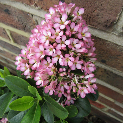 Escallonia Pink Elle Shrubs