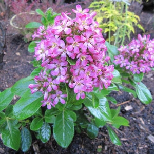 Escallonia Pink Elle Shrubs