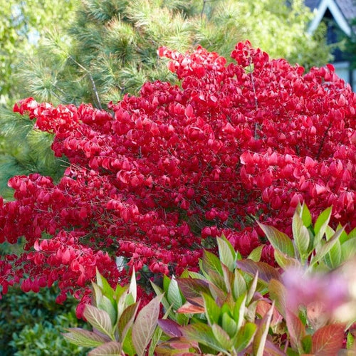 Euonymus alatus Blade Runner Shrubs