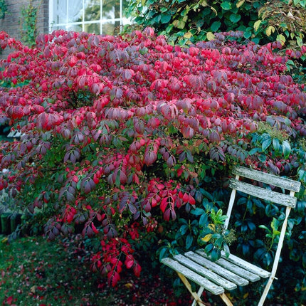 Euonymus alatus Blade Runner Shrubs