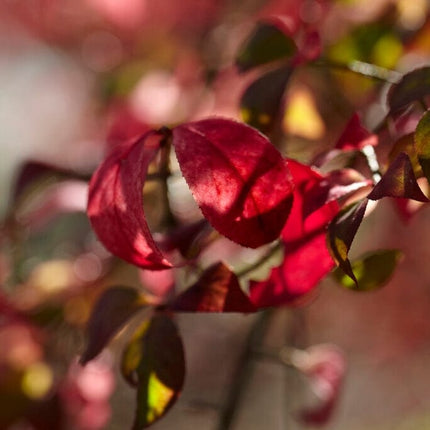 Euonymus alatus Blade Runner Shrubs