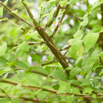 Euonymus alatus Blade Runner Shrubs