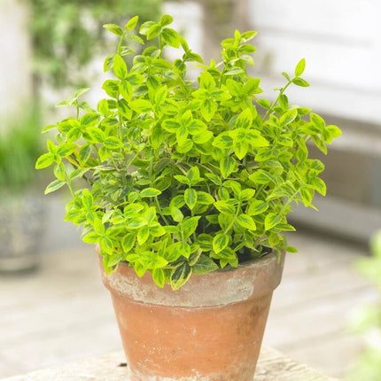 Euonymus Emerald 'n' Gold Shrubs