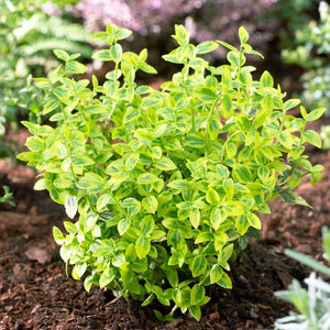 Euonymus Emerald 'n' Gold Shrubs