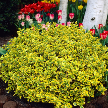 Euonymus Emerald 'n' Gold Shrubs