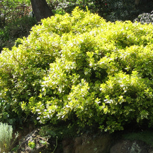 Euonymus Emerald 'n' Gold Shrubs