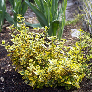 Euonymus Emerald 'n' Gold Shrubs