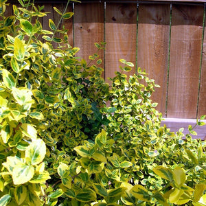 Euonymus Emerald 'n' Gold Shrubs