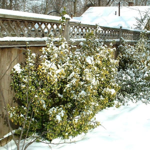 Euonymus Emerald 'n' Gold Shrubs