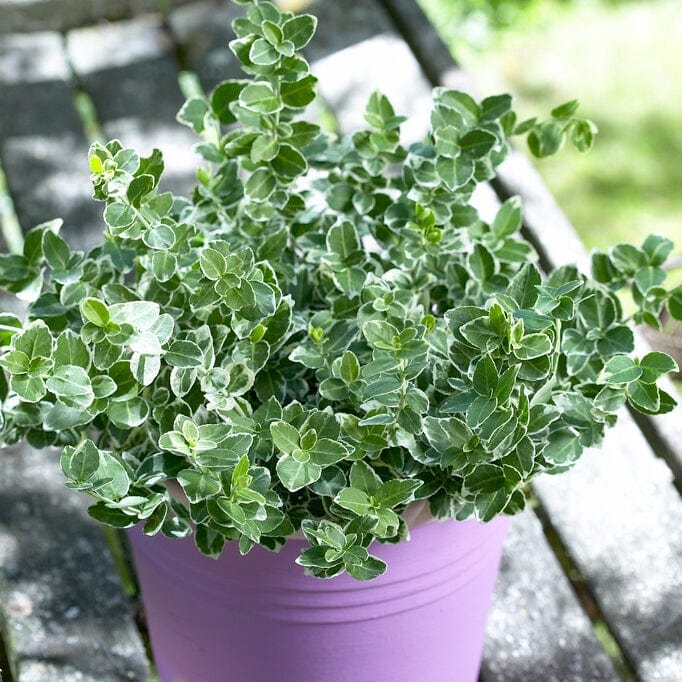 Image of Hosta companion plant for Euonymus emerald gaiety