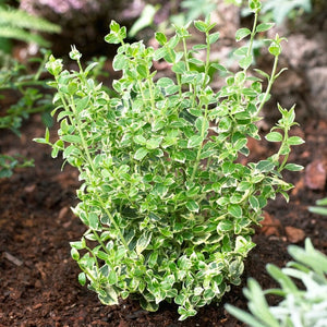 Euonymus Emerald Gaiety Shrubs